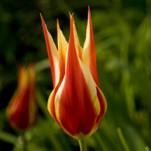 Тюльпан Aladdins Record 600 цибулин розмір 12+