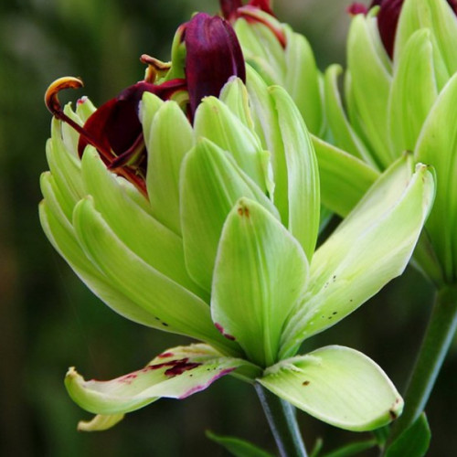 Лілія Mistery Dream