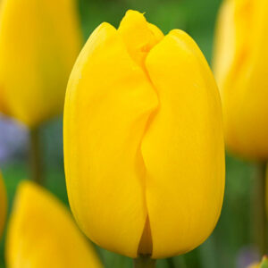 Тюльпан Jan van nes 600 цибулин розмір 12+