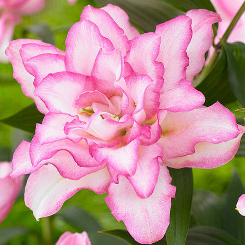 Лілія Roselily Anouska