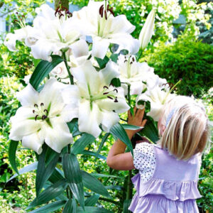 Лілія Pretty Woman