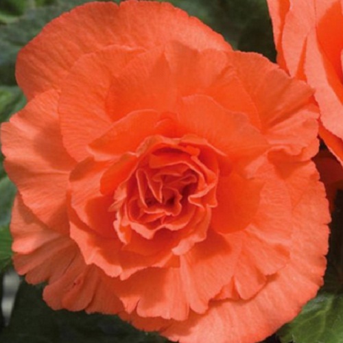 Бегонія махрова Лососева