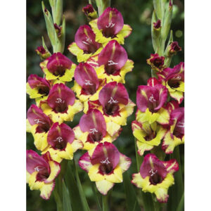 Гладіолус Vasto