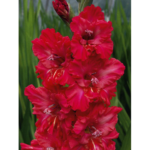 Гладіолус Fire Frizzle