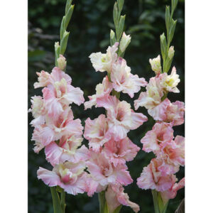 Гладіолус Mindset