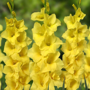 Гладіолус Morning Gold