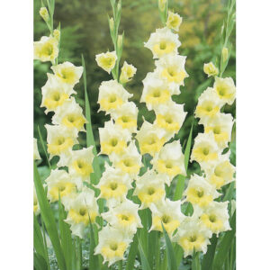 Гладіолус Ice Cream