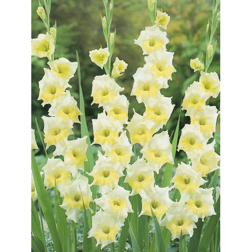 Гладіолус Ice Cream