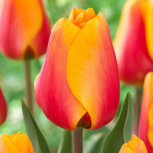 Тюльпан Cash 600 цибулин розмір 12+