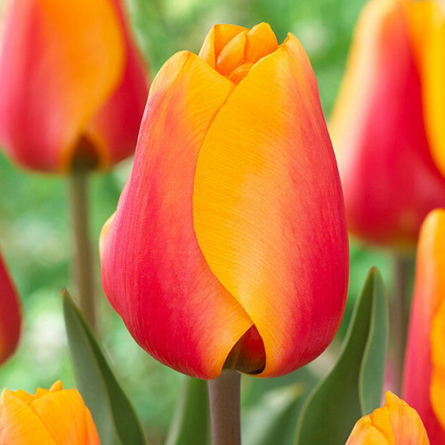 Тюльпан Cash 600 цибулин розмір 12+