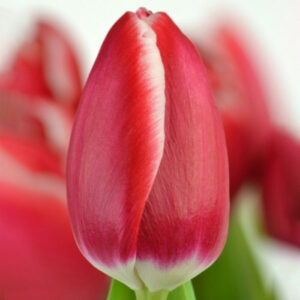 Тюльпан Universum 600 цибулин розмір 12+