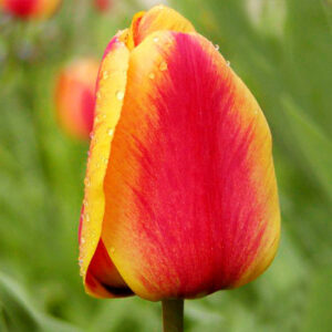 Тюльпан Apeldoorns Elite 600 цибулин розмір 12+