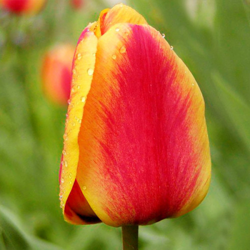 Тюльпан Apeldoorns Elite 600 цибулин розмір 12+