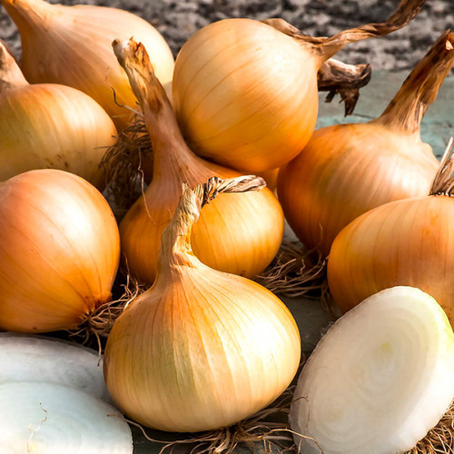 Цибуля Шетана сітка 1 кг розмір 10/12