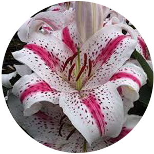 Цибулини лілій