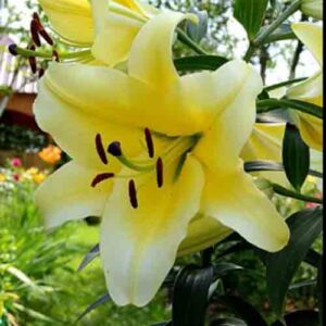 Лілія Conca d'Or