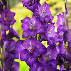 Гладіолус Cookie