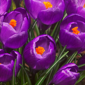 Crocus Flower Record