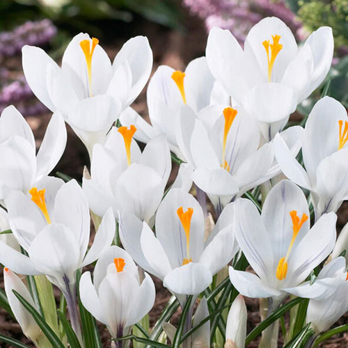 Crocus Jeanne D`Arc