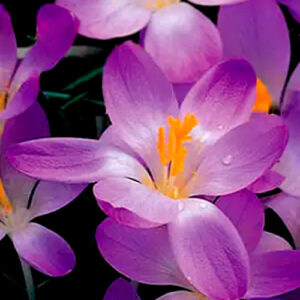 Крокус Вайтвелл Перпл