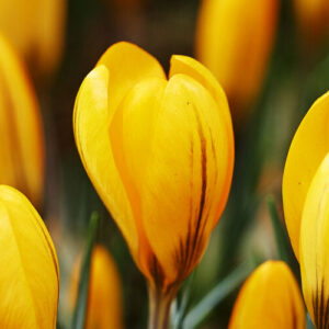 Crocus Yellow Giant