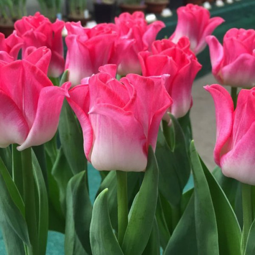 Тюльпан Кроун оф Династі 30 цибулин розмір 10/11