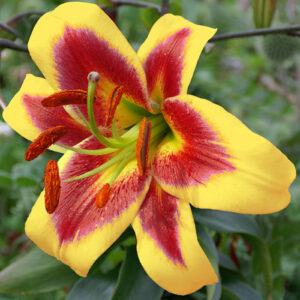 Лілія Robert Swanson