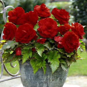 Бегонія махрова New Star Темно-червона