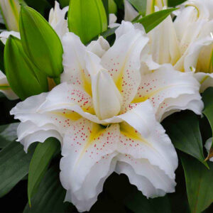 Лілія Roselily Sita