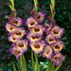 Гладіолус Qui Vive