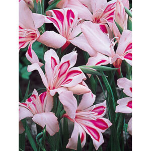 Гладіолус Impressive