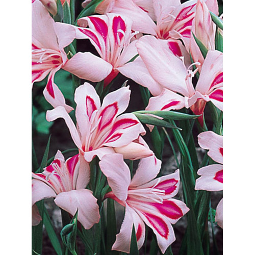 Гладіолус Impressive