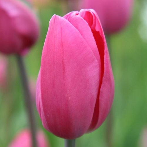 Тюльпан Don Quichotte 600 цибулин розмір 12+