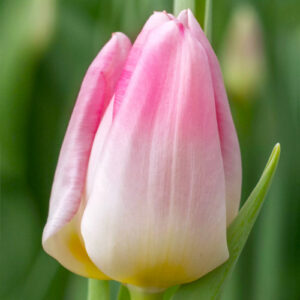 Тюльпан X-Factor 600 цибулин розмір 12+