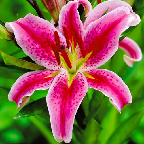 Лілія Mero Star