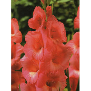 Гладіолус Peter Pears