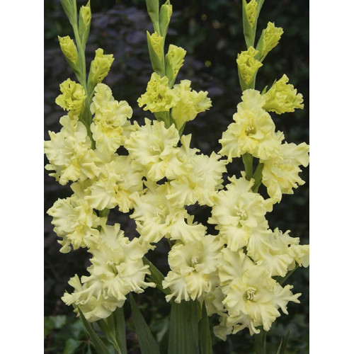 Гладіолус Lemon Frizzle