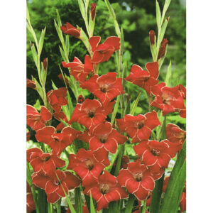 Гладіолус Atom