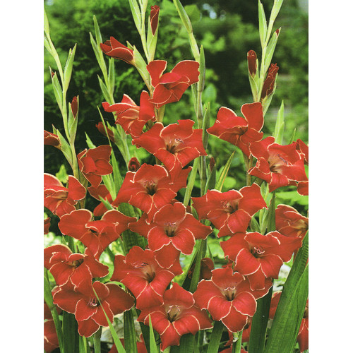 Гладіолус Atom