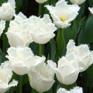 Тюльпан Matchpoint 600 цибулин розмір 12+