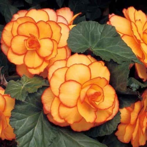 Бегонія Пікоті жовто-червона