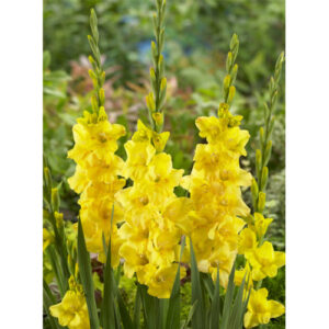 Гладіолус Golden Sunrise