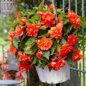 Бегонія ампельна з гігантськими квітками Помаранчева