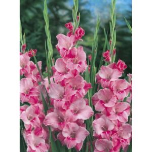 Гладіолус Spic and Span