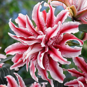 Лілія Magic Star