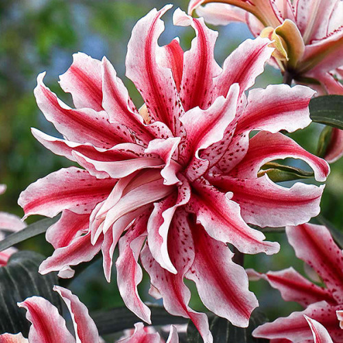 Лілія Magic Star