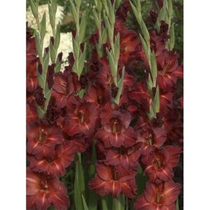 Гладіолус Brown Sugar