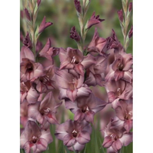 Гладіолус Chocolate