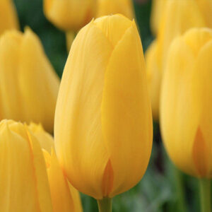 Тюльпан Conqueror 600 цибулин розмір 12+