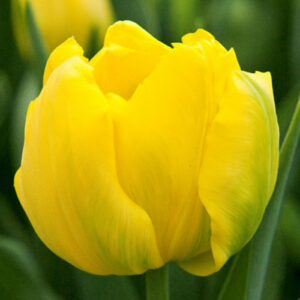 Тюльпан Dancing Queen 600 цибулин розмір 12+